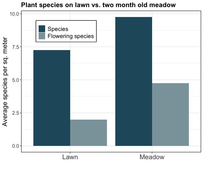 Figure 13. Comparing the average (mean) number of species present and the species flowering in the lawns and the newly established meadow at Valentia Meteorological Observatory in May 2022. Eight randomised 1m2 quadrat surveys were conducted (four in each grassland type). Many thanks to the volunteers who helped with this!