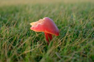 Figure 6. Waxcap mushrooms, an indicator of historic meadows, seen during surveys in December 2021.